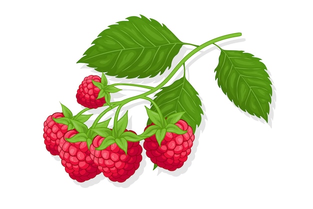Vecteur illustration de fruits sucrés framboise pour le web isolé sur fond blanc design créatif