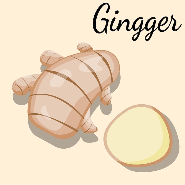 Vecteur illustration d'un gingembre, vecteur, pain au gingembre, pour enseignant, étudiant, collage, bannière, flyer, powe