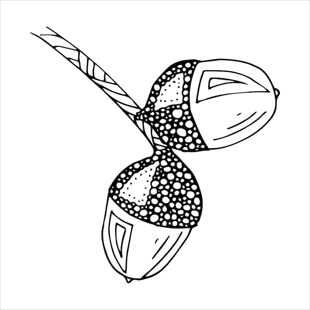 Illustration de glands dessinés à la main pour le décor de conception de sites Web imprimés Croquis de botanique d'automne
