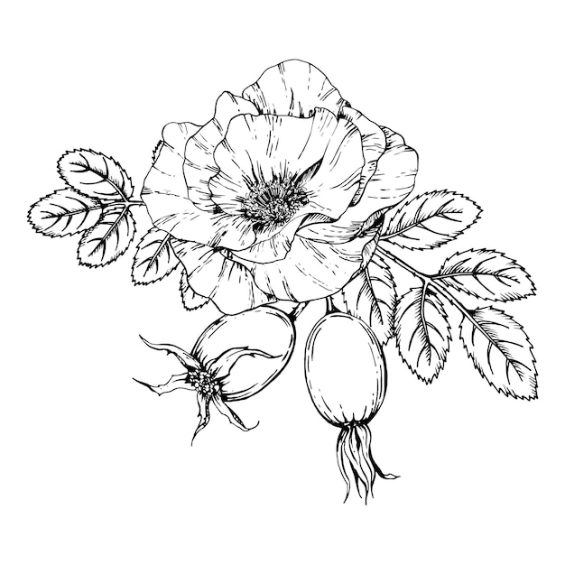 Illustration graphique d'un clip-art monochrome vectoriel de rose sauvage dessiné à la main
