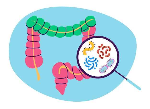 Illustration graphique du concept de recherche de la maladie de la flore intestinale du côlon et de l'intestin