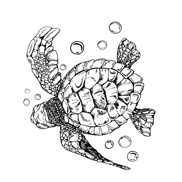 Vecteur illustration graphique noir et blanc d'une tortue de mer isolée dessin à la main traduit en vecteur