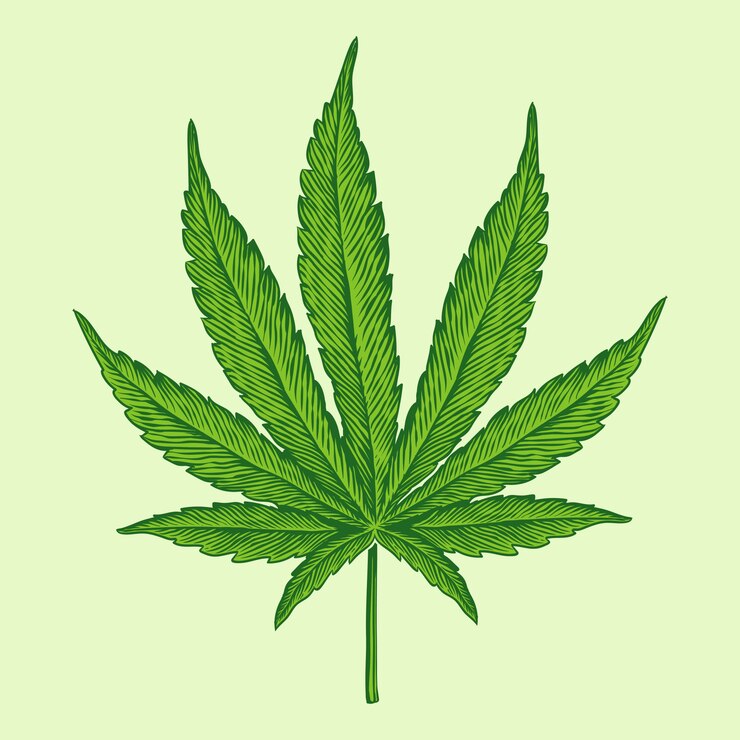 Illustration de gravure de feuille de cannabis de marijuana