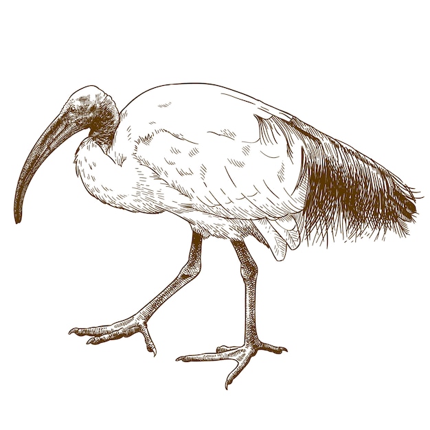 Illustration De Gravure D'ibis Sacré Africain