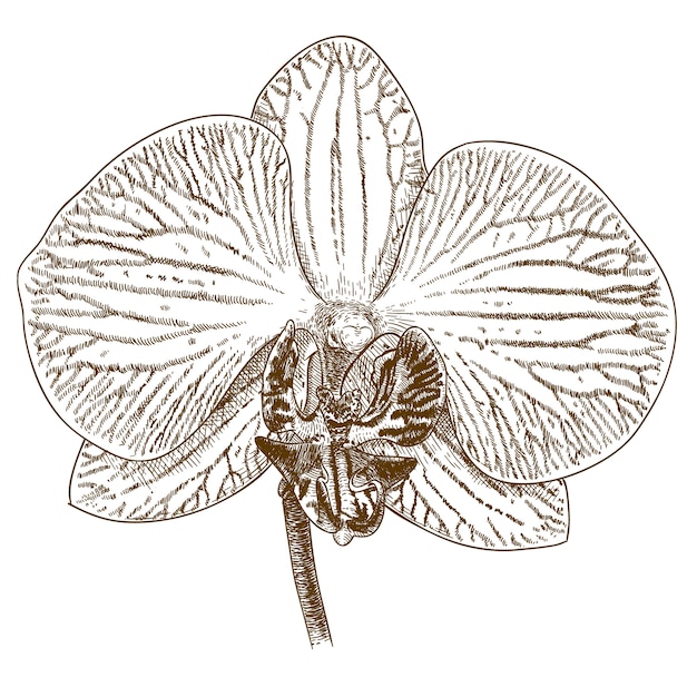 Illustration De Gravure De Phalaenopsis