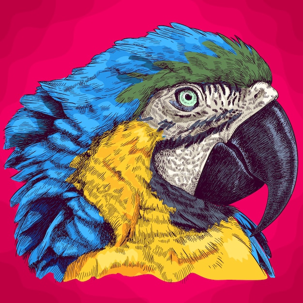 Illustration de gravure de la tête de macaw