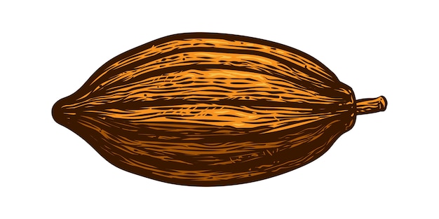 Vecteur illustration de gravure de vecteur de fruits de cacao