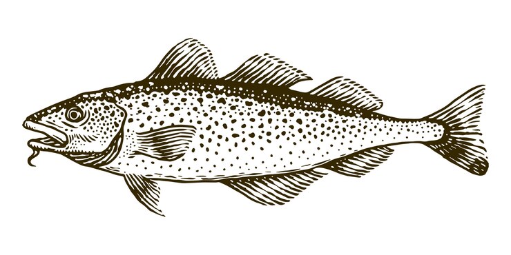 Illustration de gravure vecteur poisson morue