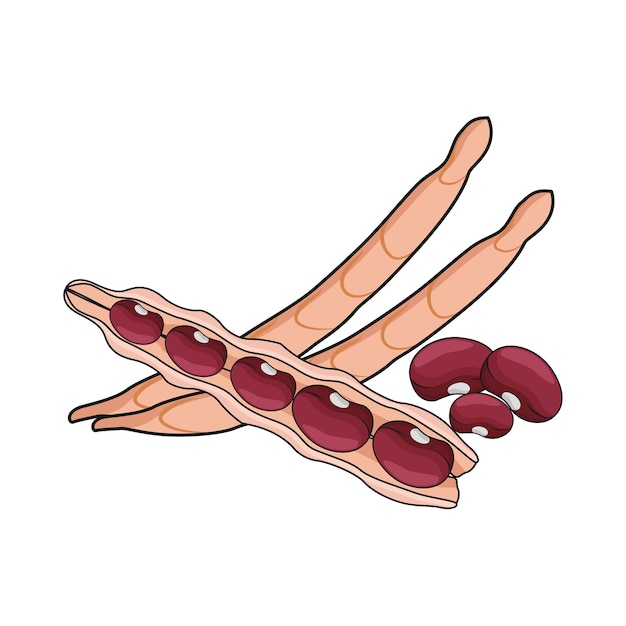 Vecteur illustration d'un haricot rouge