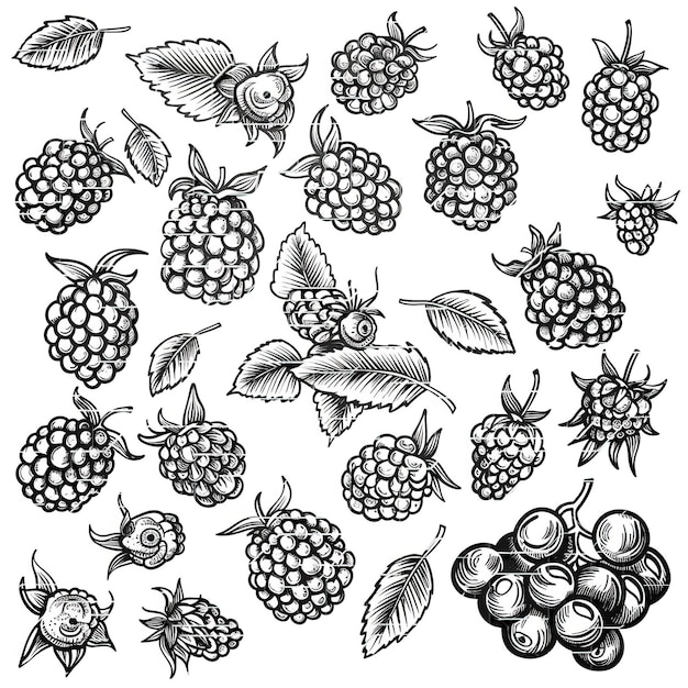 Illustration de haute qualité de l'ensemble de lignes vectorielles plates de Blackberry