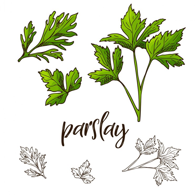 Vecteur illustration d'herbe de parslay dessiné à la main