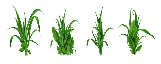 Illustration D'herbe Réaliste