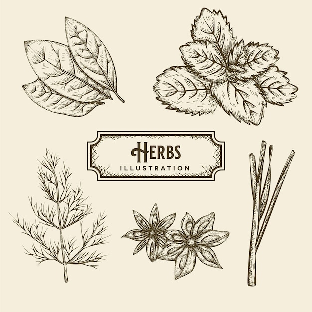 Illustration D'herbes