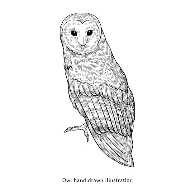 Illustration de hibou dessinée à la main dans le style de gravure vintage
