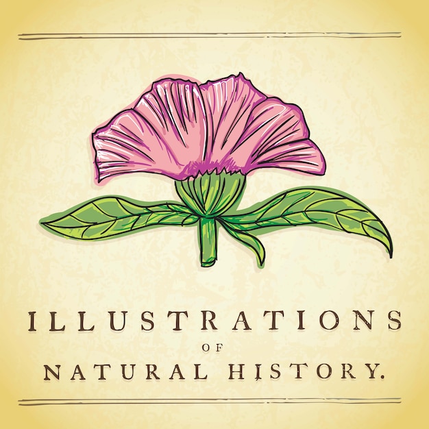 Illustration De L'histoire Naturelle (icônes De Fleurs Vintage)