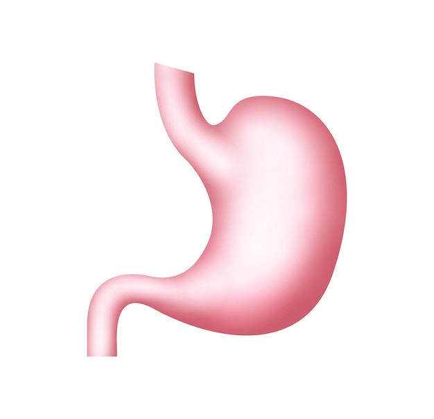 Illustration de l'icône de l'estomac Anatomie de la santé humaine gastrique Soins des organes de l'estomac