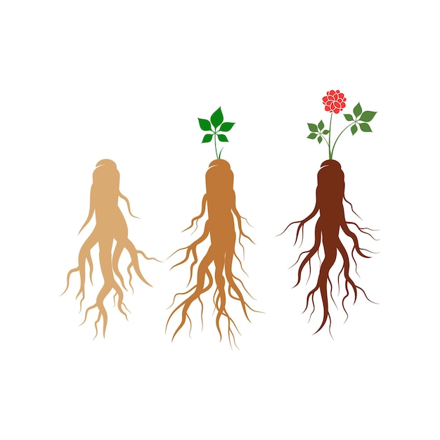 Illustration D'icône Vectorielle De Ginseng