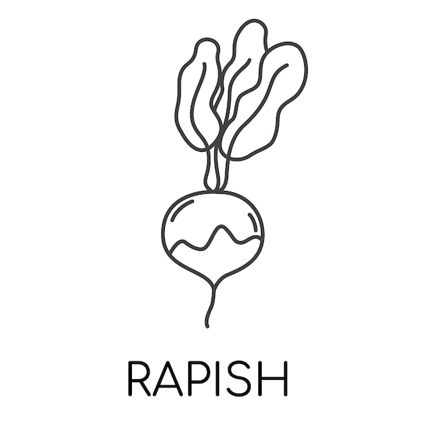 Illustration des icônes de la ligne de légumes au rapin