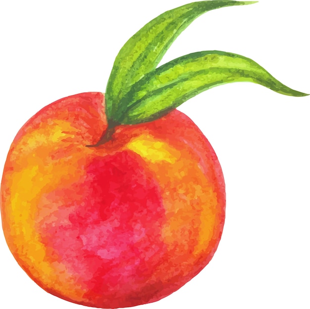 Vecteur illustration de l'illustration de fruits pêches aquarelle