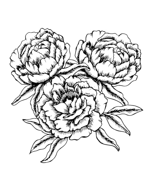 Vecteur illustration imprimé floral pivoines dessinées à la main dessin au trait noir