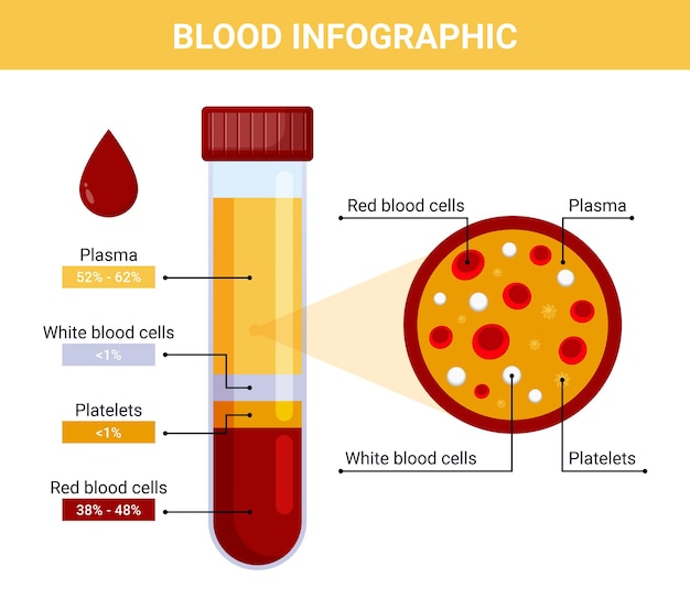 Illustration Infographique Du Sang, Composition Du Sang Vectoriel