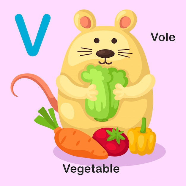 Illustration Isolé Alphabet Animal Lettre V-vole, Légume