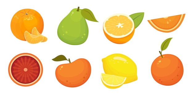 Vecteur illustration isolée d'agrumes frais avec mandarine, pamplemousse, orange, pomelo. concept de vitamine c.