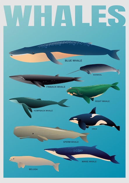 Illustration isolée de divers types de baleines dans un ensemble