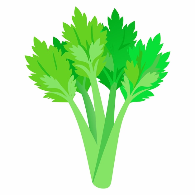 illustration de légume de céleri vert frais