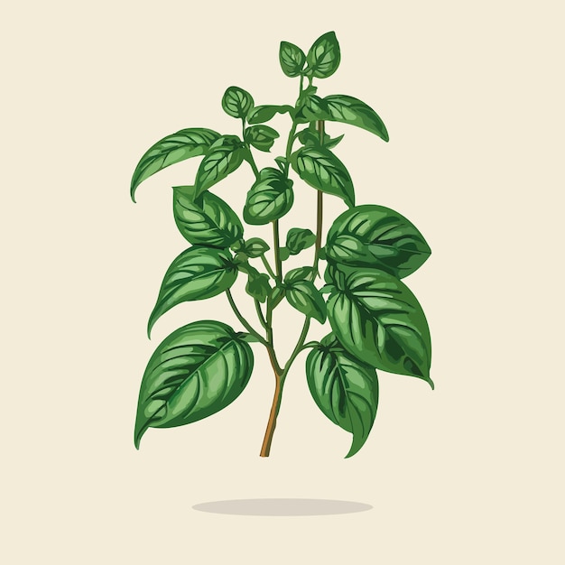 Illustration D'un Légume Vintage Basil Leaf04