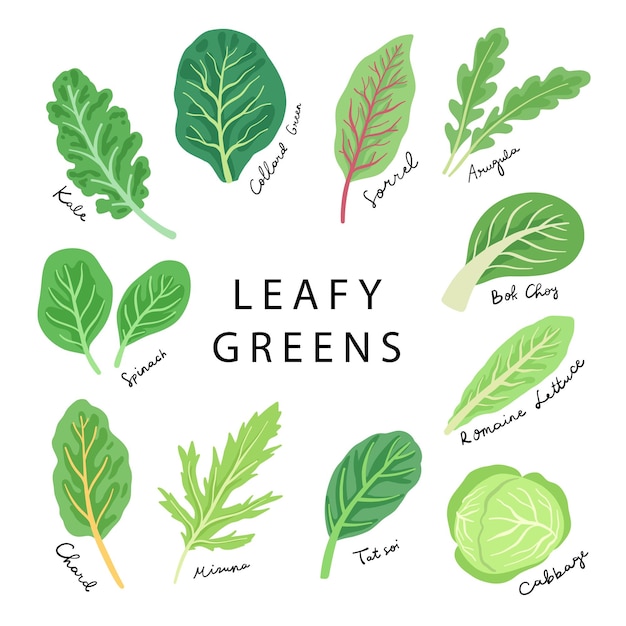 Illustration De Légumes Verts Feuillus Dessinés à La Main