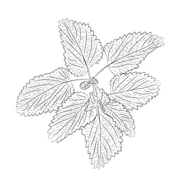 Illustration en ligne d'une brindille de menthe fraîche parfumée Illustration vectorielle d'une brindille de menthe parfumée