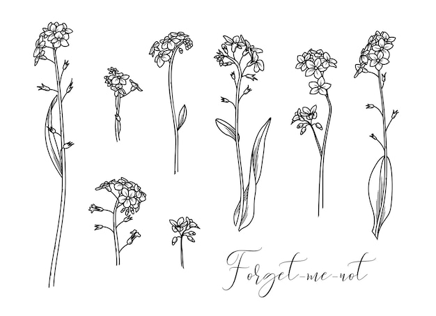 Illustration Linéaire De Fleurs Des Bois Isolé Sur Fond Blanc