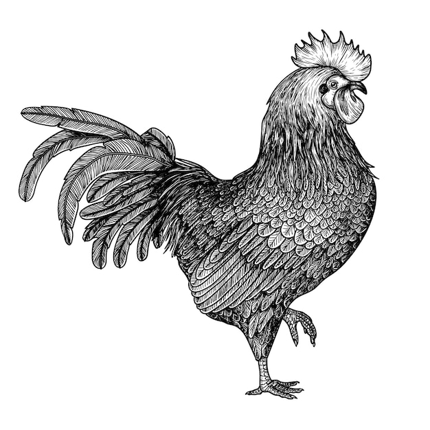 Illustration Linéaire Graphique D'un Coq