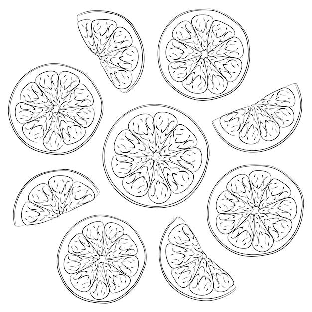 Illustration linéaire de tranches d'orange fraîches Illustration vectorielle de coupes d'agrumes fraîches