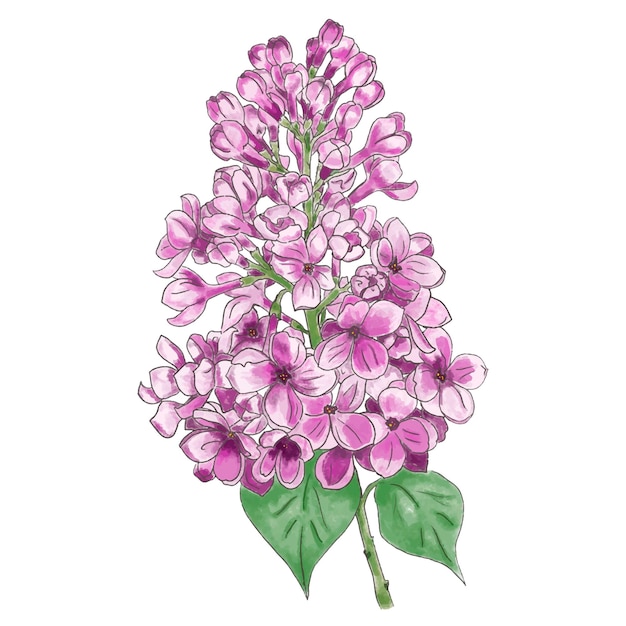 Illustration lumineuse à l'aquarelle de lilas sur fond blanc