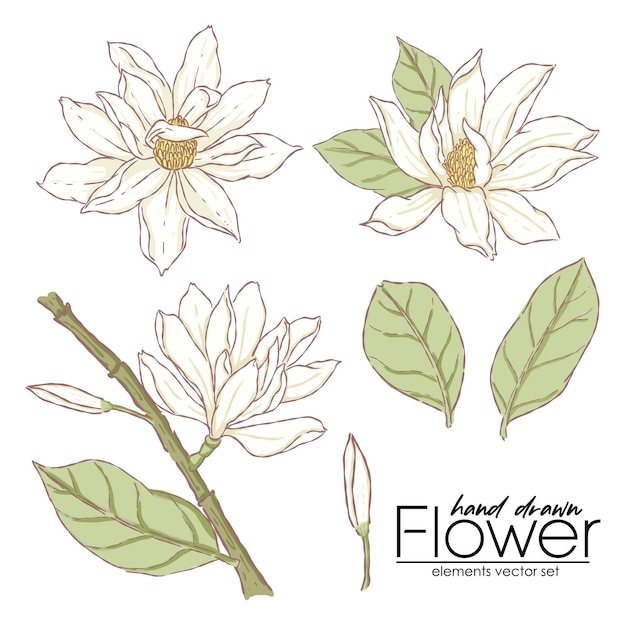 Illustration Main Dessiner Fleur Blanche Et Laisser