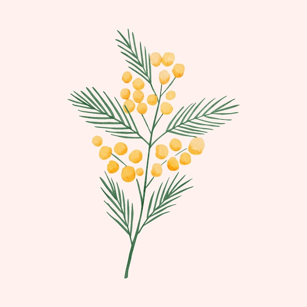 Vecteur illustration de mimosa aquarelle