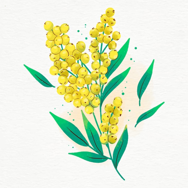 Illustration De Mimosa Aquarelle