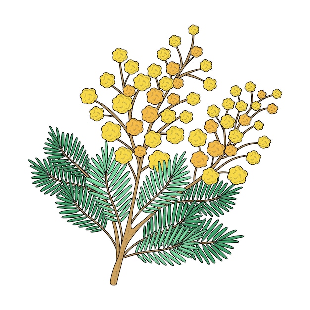 Vecteur illustration de mimosa dessinée à la main