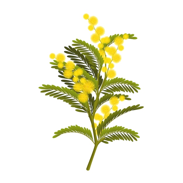 Vecteur illustration de mimosa réaliste