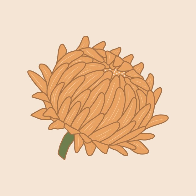 Illustration moderne de fleurs vectorielles dessin de traits élégants de fleurs de paille avec un jaune doux coloré