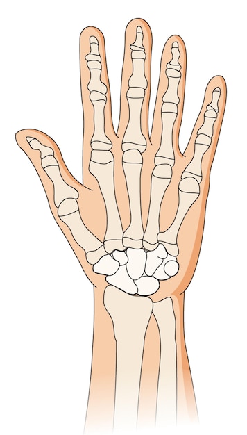 Vecteur illustration montrant les articulations et les os des mains