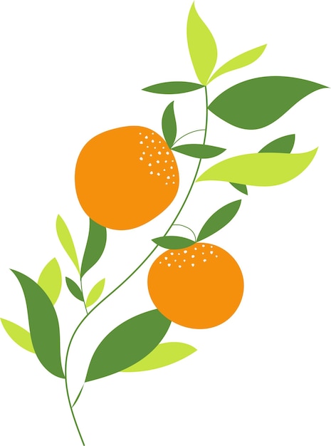 Vecteur illustration naturelle de fruits frais orange