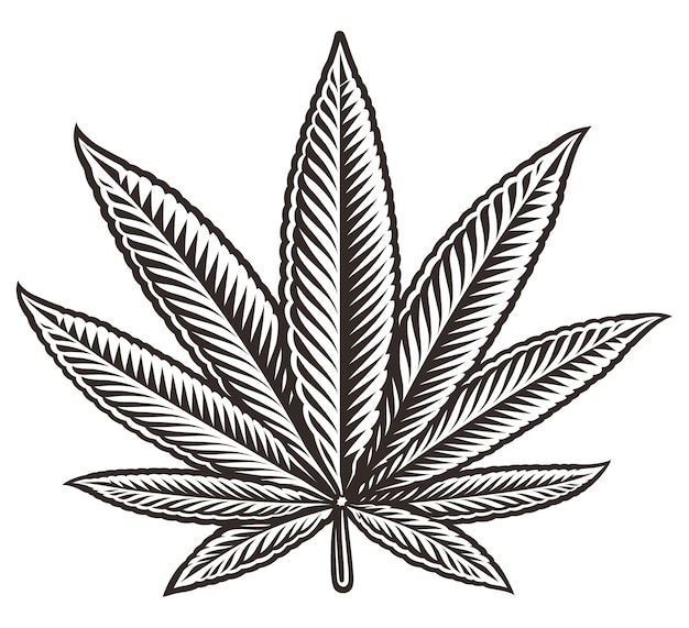 Illustration en noir et blanc d'une feuille de cannabis, sur fond blanc.