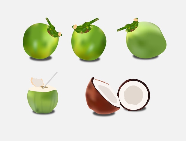 Illustration de noix de coco vectorielle gratuite