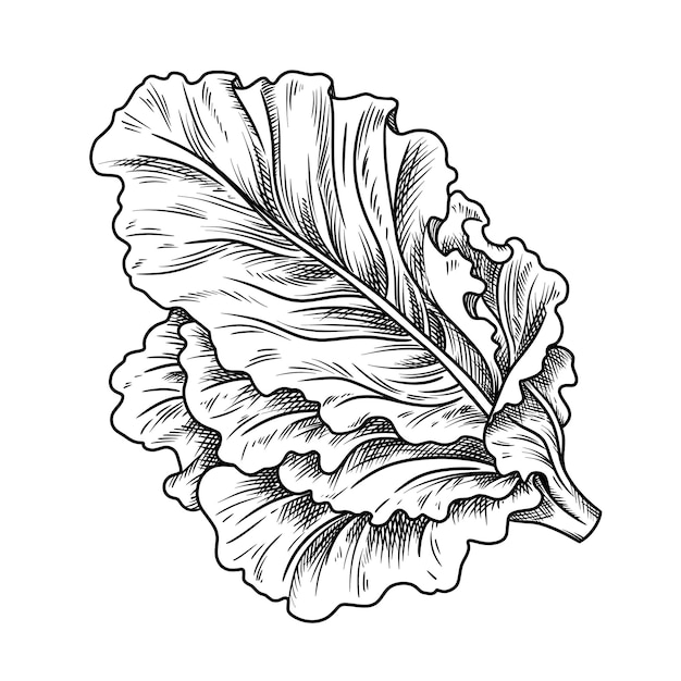 Illustration de nourriture de laitue fraîche dans le style graphique de ligne d'art dessiné à la main élément de contour vectoriel de