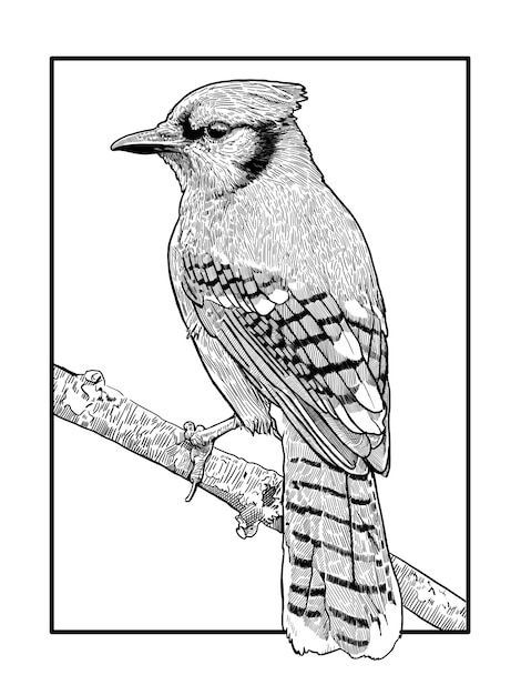 Vecteur illustration d'oiseau bluejay dessinée à la main avec un stylo et de l'encre