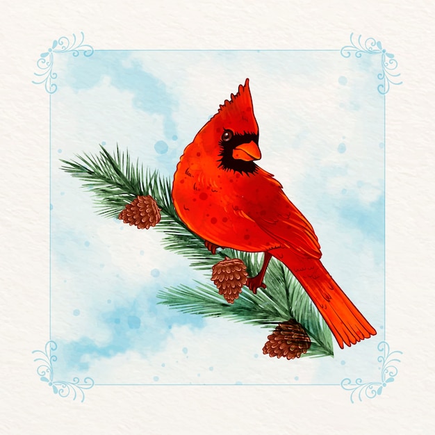 Vecteur illustration d'oiseau cardinal aquarelle