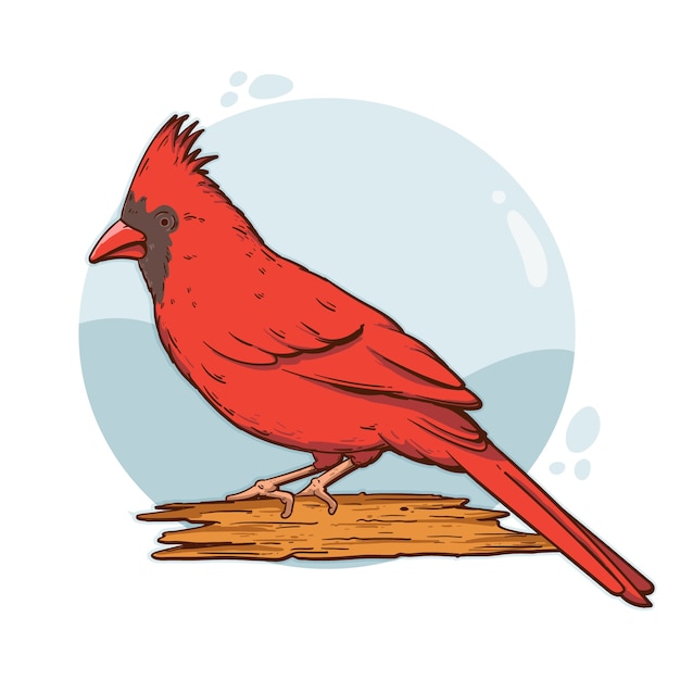 Vecteur illustration d'oiseau cardinal dessiné à la main